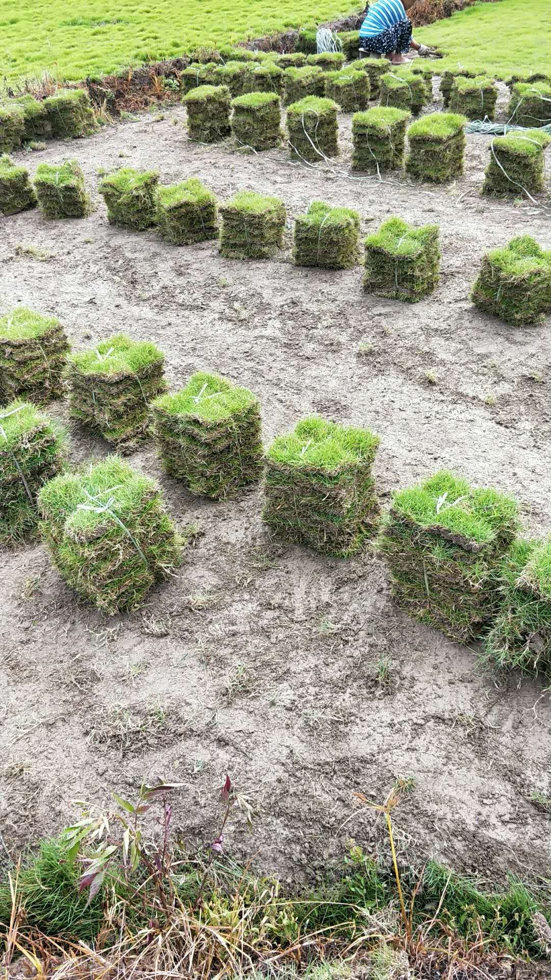安順草皮廠家 安順草皮價格表 安順草皮電話 安順草皮批發(fā) 安順草皮價格 安順草皮供應(yīng)商 安順草皮報價 安順草皮哪家好