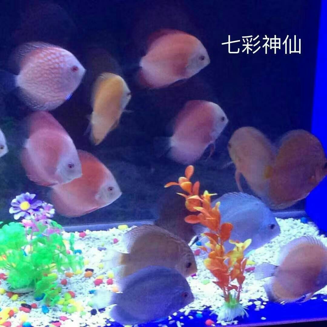 海洋生物科普認(rèn)知介紹全國(guó)出租 海洋生物科普認(rèn)知海獅海豹表演出租