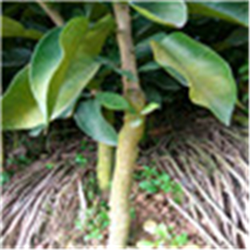 南康甜柚之鄉(xiāng) 贛南紅心柚 甜蜜柚 早熟柚 果苗批發(fā)