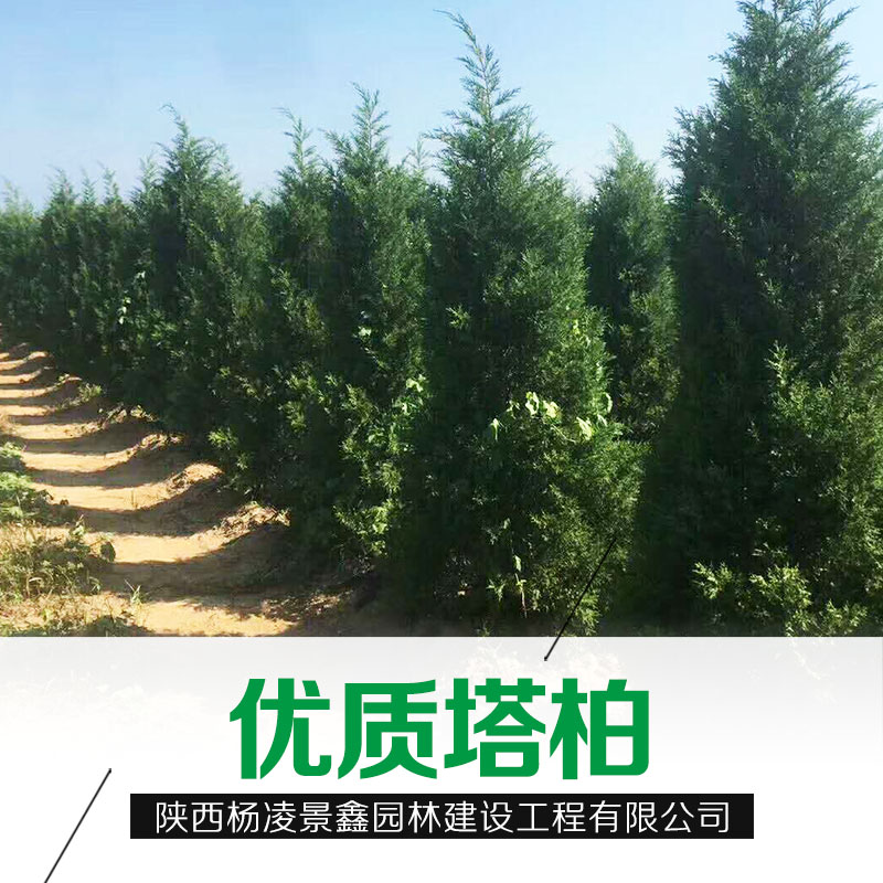陜西荒山造林塔柏批發(fā)哪家好|陜西楊凌景鑫園林建設(shè)工程有限公司18629024286
