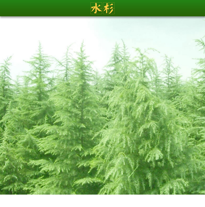 供應(yīng)水杉樹(shù)|廣西優(yōu)質(zhì)水杉樹(shù)供貨商|廣西水杉樹(shù)種植基地報(bào)價(jià)|廣西優(yōu)質(zhì)水杉樹(shù)批發(fā)價(jià)格