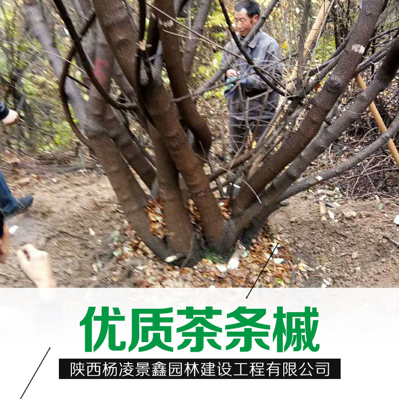 甘肅茶條槭基地茶條槭批發(fā)茶條槭直銷支持到場看貨 陜西茶條槭基地茶條槭批發(fā)