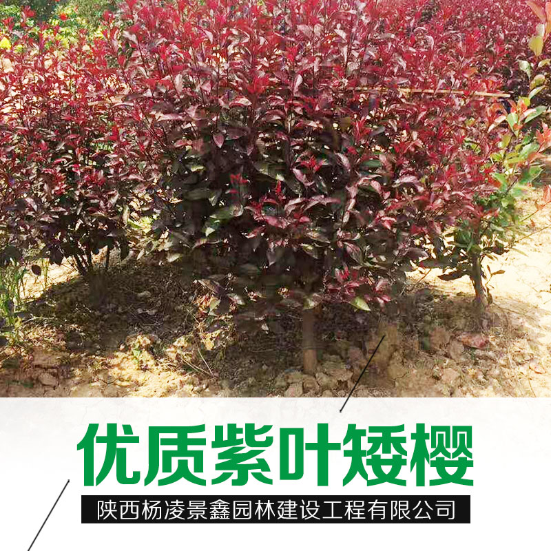 陜西優(yōu)質(zhì)紫葉矮櫻基地新疆西藏青海紫葉矮櫻批發(fā)貨源充足*