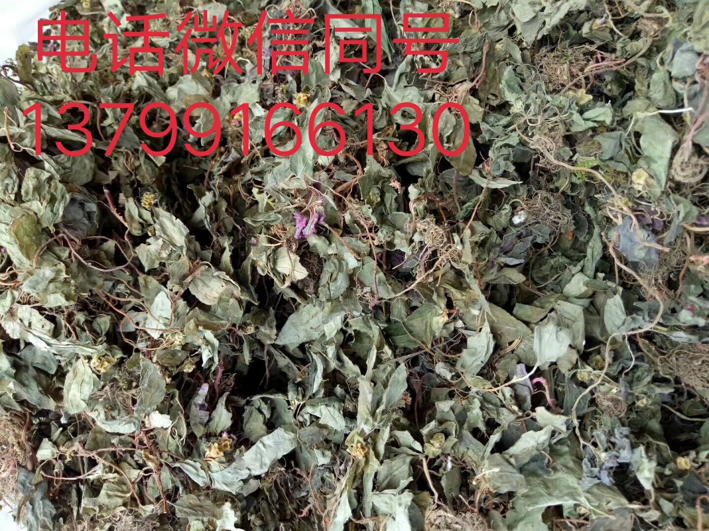 *風(fēng)柜斗草