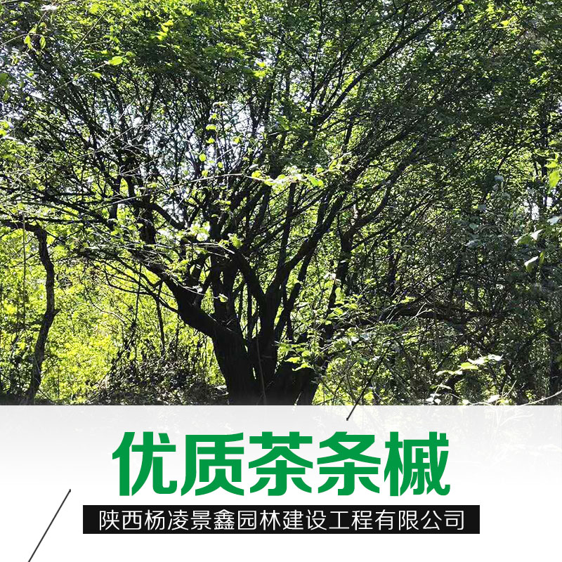 甘肅茶條槭基地茶條槭批發(fā)茶條槭直銷支持到場看貨 陜西茶條槭基地茶條槭批發(fā)