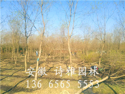 安徽烏桕基地，肥西烏桕基地，安徽詩雅園林烏桕種植大戶