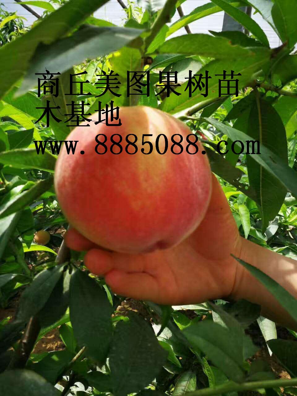 春雨血桃，血桃品種，血桃樹(shù)苗，優(yōu)質(zhì)血桃樹(shù)苗，好吃的血桃，優(yōu)質(zhì)血桃品種，血桃樹(shù)苗價(jià)格