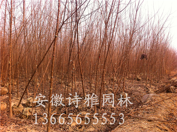 肥西三角楓基地出售三角楓2-15公分，價(jià)格便宜