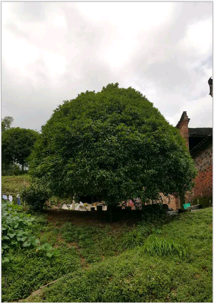 供應(yīng)廣西桂花樹2公分，景觀園林樹木，廣西桂花樹基地，桂花樹供應(yīng)商