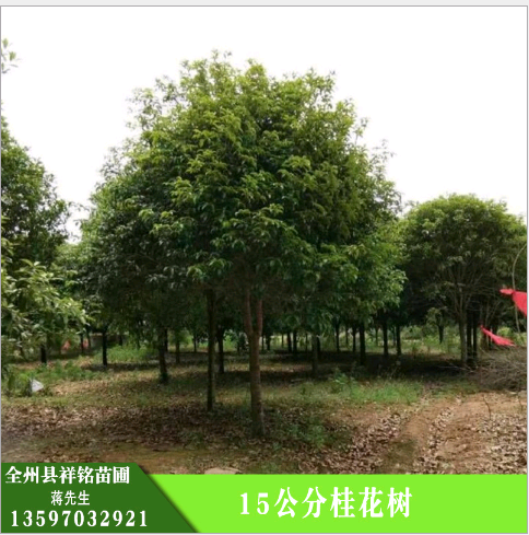 供應(yīng)15公分桂花樹，景觀園林樹木，廣西桂花樹基地，桂花樹供應(yīng)商