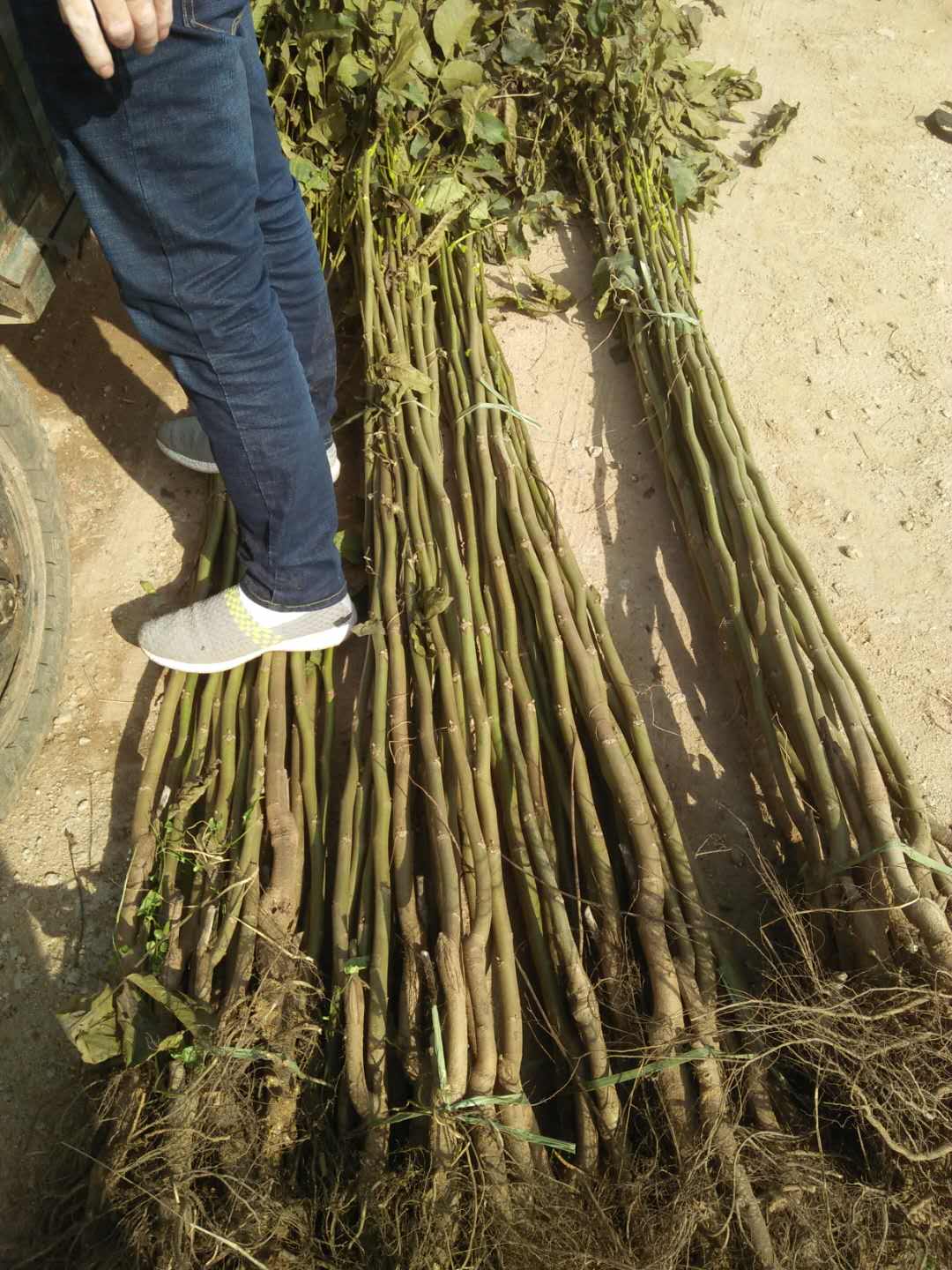 河北清香核桃苗供應(yīng)河北清香核桃苗