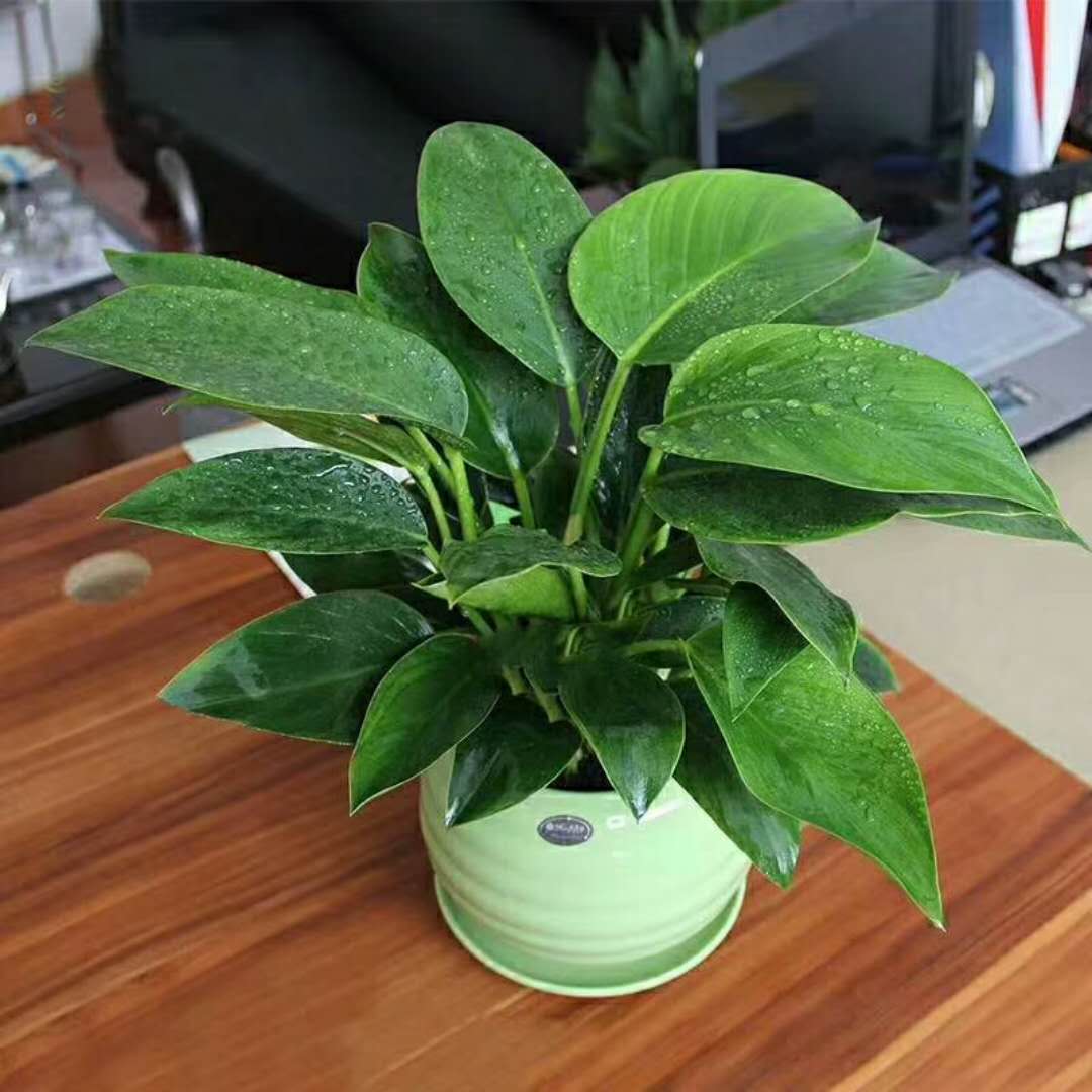 盆景租賃 盆景租賃廠家 盆景租賃廠家電話 廣州盆景租賃基地 廣州盆景租賃供應(yīng)商