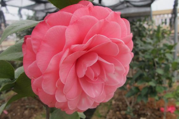 山茶花苗木基地  東莞花木 山茶花苗木基地 茶花種子 天香價(jià)格