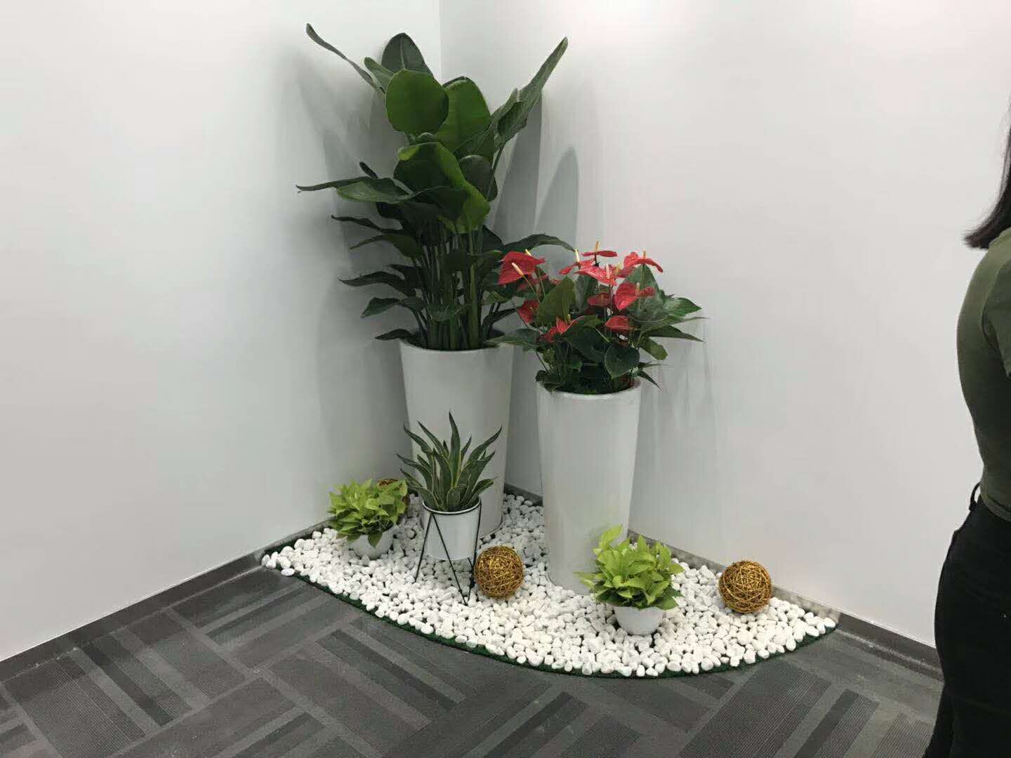 盆景租賃 盆景租賃廠家 盆景租賃廠家電話 廣州盆景租賃基地 廣州盆景租賃供應(yīng)商