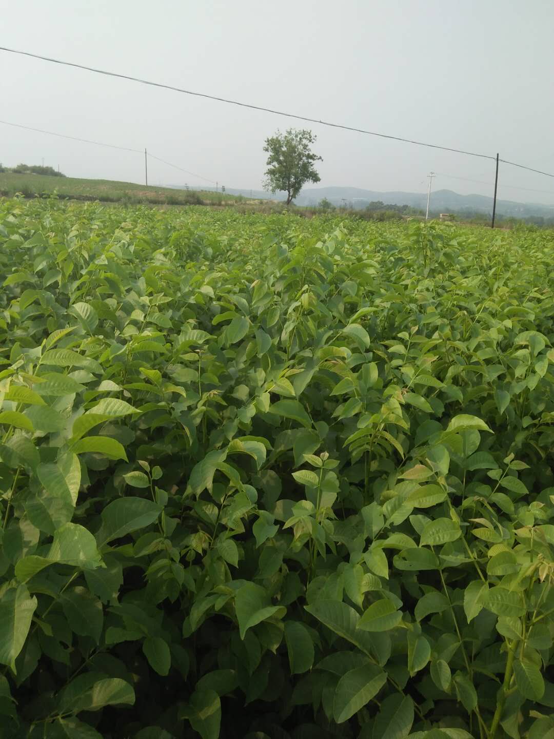 供應(yīng)嫁接核桃苗批發(fā)、清香核桃苗批發(fā)廠家直銷