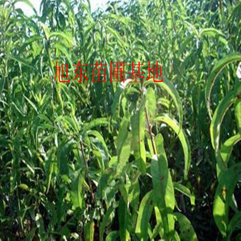 棗味油桃樹(shù)苗價(jià)格 山西哪里有棗油桃樹(shù)苗批發(fā)