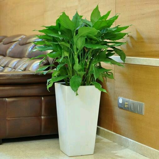 廣州市植物租賃 廣州市植物租賃價格 廣州市植物租賃公司 室內(nèi)植物租賃供應(yīng)商