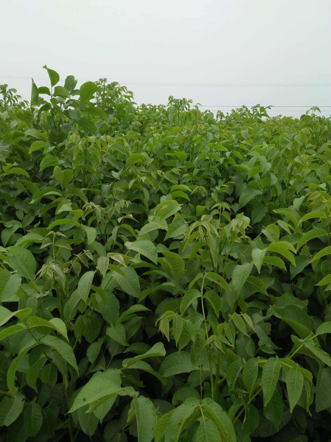 實(shí)生核桃  核桃苗批發(fā) 河北清香核桃苗 核桃苗廠家 核桃苗批發(fā) 石家莊核桃苗 遼一核桃 河北贊皇核桃苗