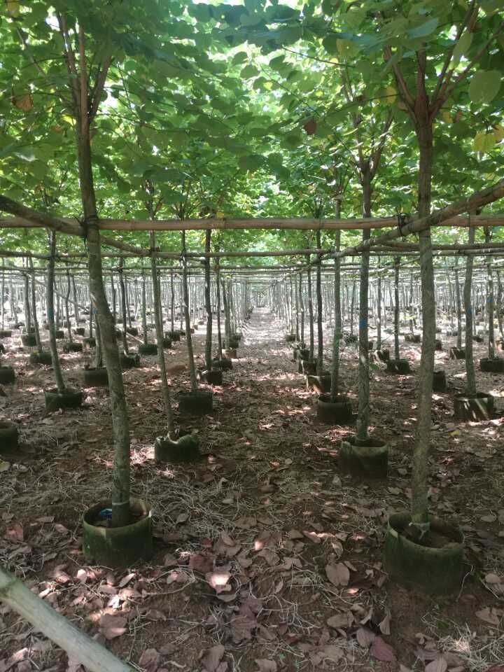 宮粉紫荊_綠化苗木_*宮粉紫荊價格_廣西宮粉紫荊基地