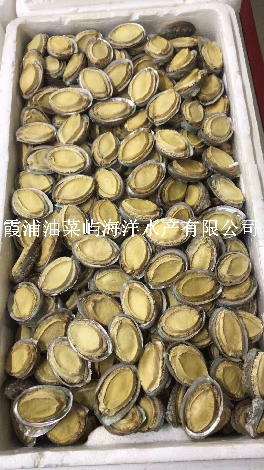 福建霞浦鮑魚批發(fā)，福建霞浦鮑魚干批發(fā)市場價，福建霞浦鮑魚干批發(fā)價格，福建霞浦鮑魚供應商 福建霞浦鮑魚干批發(fā)