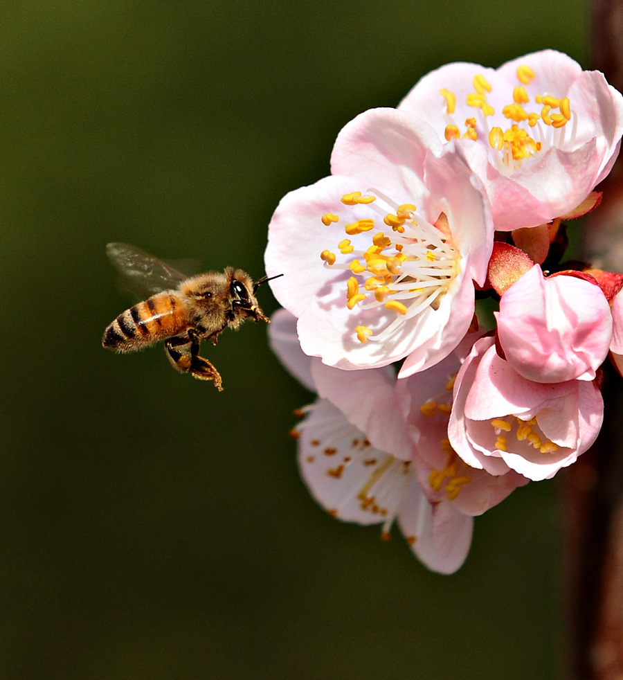長(zhǎng)效香味粉 感香粉 用摩擦散發(fā)香粉 香味粉批發(fā)  香味粉  感香粉