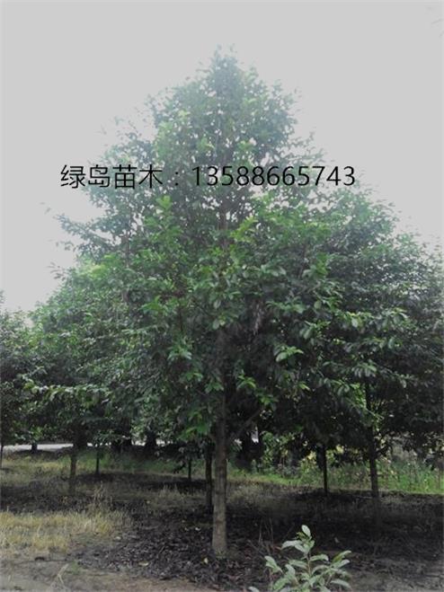 湖南樂昌含笑價格|15公分樂昌含笑行道樹金華供應(yīng)商  復(fù)制標(biāo)題到描述 湖南樂昌含笑價格