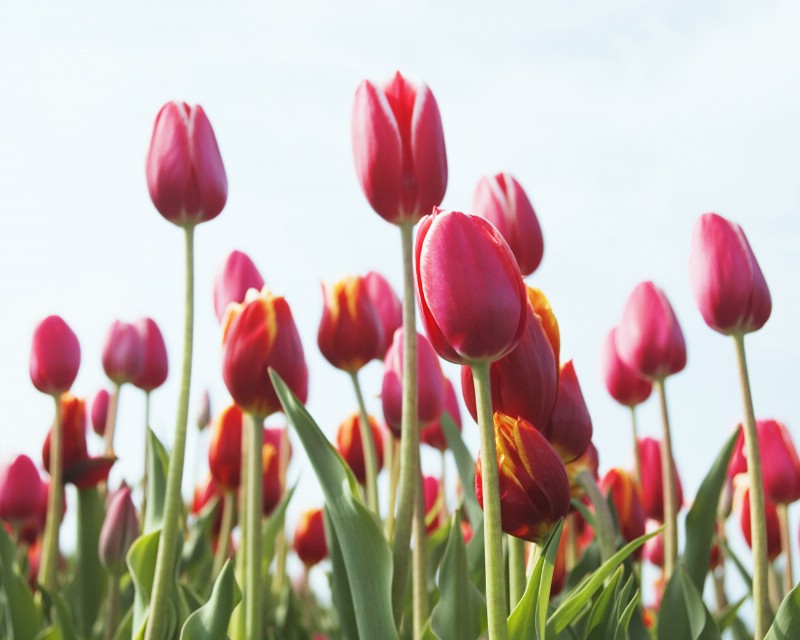 長(zhǎng)效香味粉 感香粉 用摩擦散發(fā)香粉 香味粉批發(fā)  香味粉  感香粉