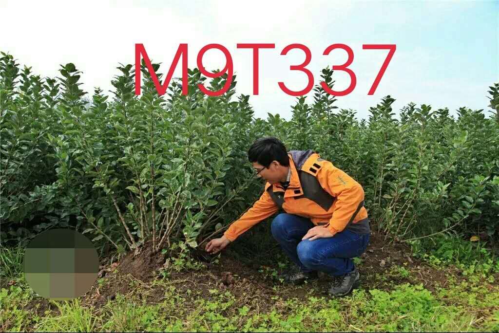 M9T337自根砧蘋果苗/M9蘋果苗/M9自根砧