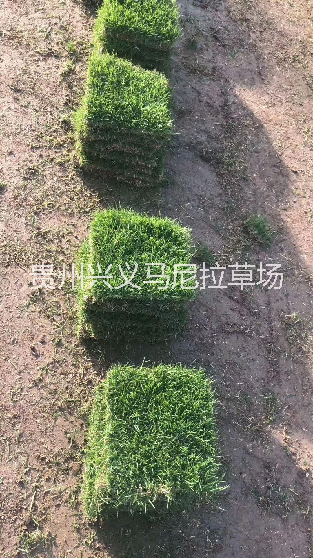 【興義馬尼拉草坪】興義草皮價(jià)格