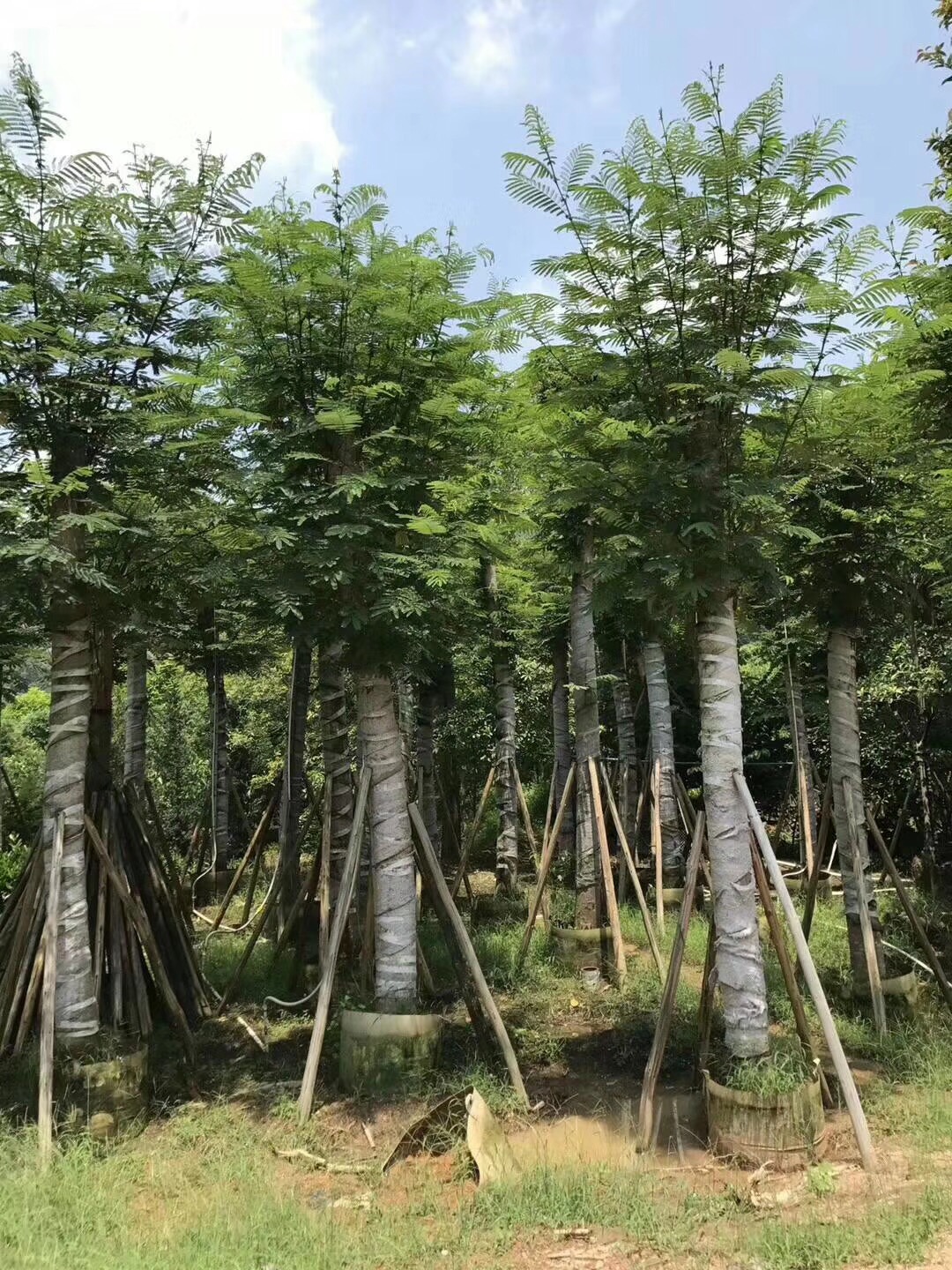 廣東羅漢松 廣東羅漢松批發(fā)價格  羅漢松苗木  羅漢松種植方法 羅漢松苗木批發(fā)出售