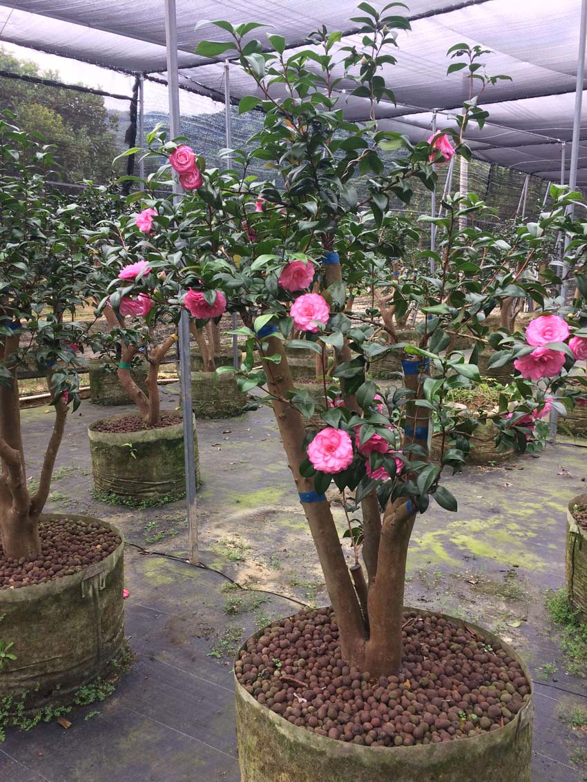 嫁接茶花大樹(shù)  東莞嫁接茶花大樹(shù) 東莞嫁接茶花大樹(shù)價(jià)格  嫁接茶花大樹(shù)基地 大貝拉