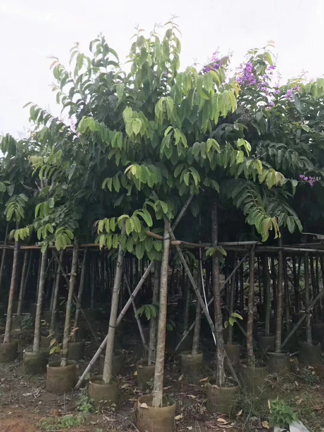 云南香樟樹(shù) 廣東云南香樟大量供應(yīng) 普寧市云南香樟園林綠化 云南香樟種子