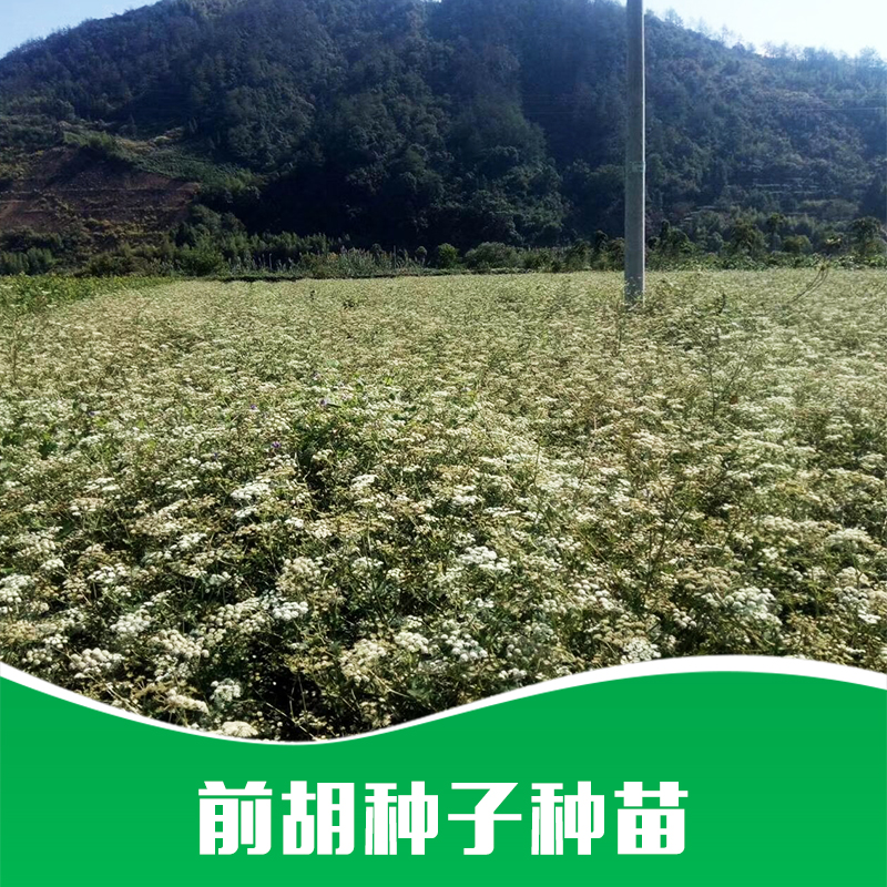 廠家直銷 * 覆盆子苗 種苗* 藥材苗批發(fā) 品質(zhì)保證 售后無憂 前胡種子種苗