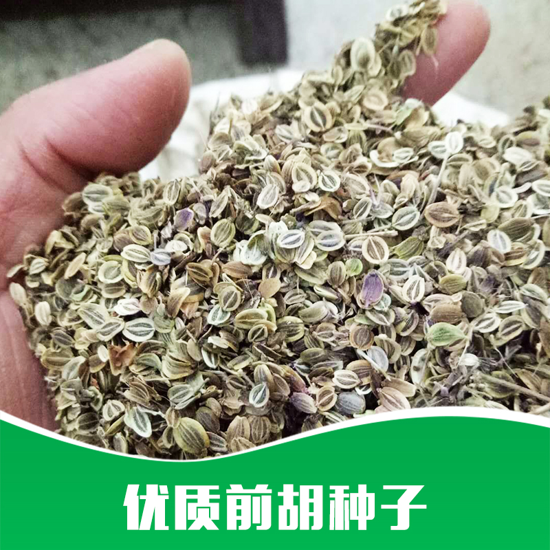 廠家直銷 *  種苗* 藥材苗批發(fā) 品質(zhì)保證 售后無(wú)憂 前胡種子