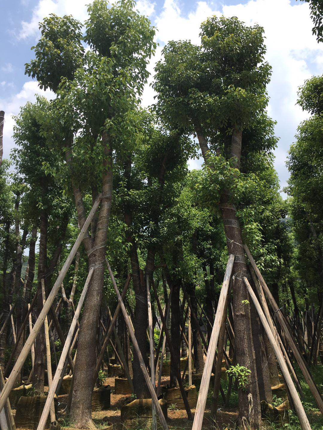 廣東羅漢松 廣東羅漢松批發(fā)價格  羅漢松苗木  羅漢松種植方法 羅漢松苗木批發(fā)出售