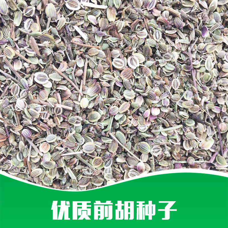 廠家直銷 *  種苗* 藥材苗批發(fā) 品質(zhì)保證 售后無(wú)憂 前胡種子