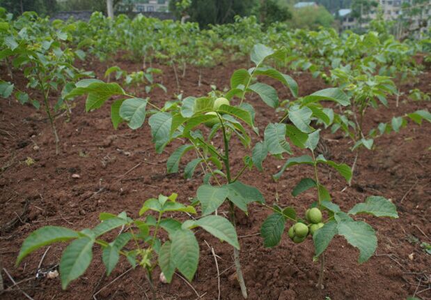 優(yōu)系8518核桃，優(yōu)質(zhì)核桃，核桃苗新品種，核桃苗價格，核桃苗批發(fā)