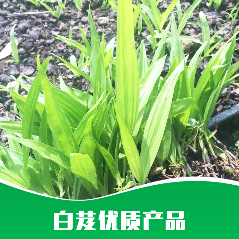 廠家直銷 * 白芨 種苗* 藥材苗批發(fā) 品質(zhì)保證 售后無(wú)憂