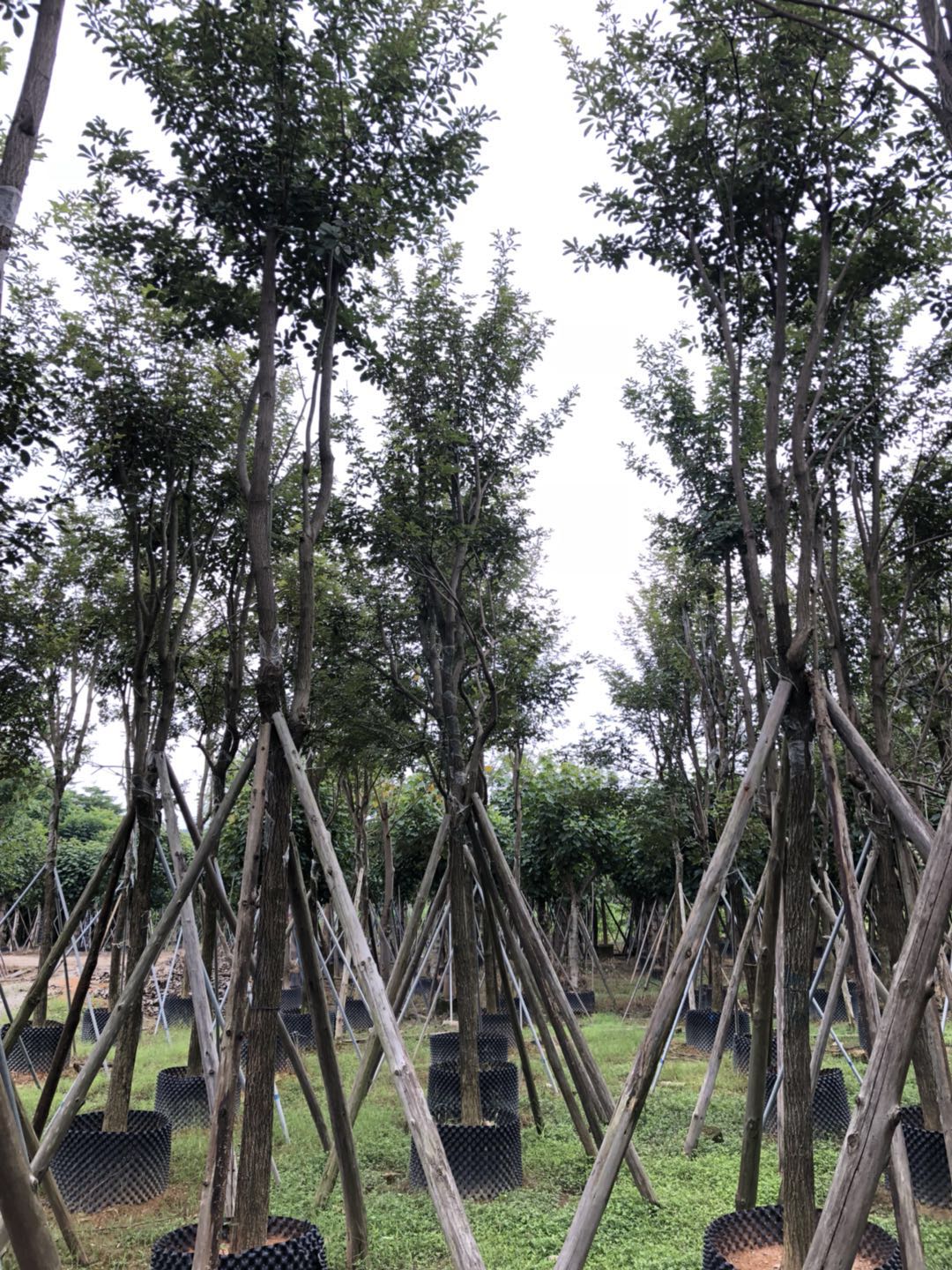 苗木 揭陽(yáng)串錢(qián)柳苗木 廣東揭陽(yáng)串錢(qián)柳苗木價(jià)格  串錢(qián)柳苗木供應(yīng)商 串錢(qián)柳批發(fā)