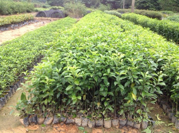 供應(yīng)鐵冬青種苗,廣東綠園苗木,佛山大腹種苗批發(fā)商,樹幼苗廠家,鐵冬青種苗供應(yīng)商