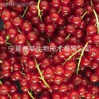 醋栗果粉 東北鮮燈籠果粉 綠櫻桃果汁粉 寧夏紅醋栗果粉 黑醋栗濃縮汁粉 醋栗提取物 綠醋栗粉