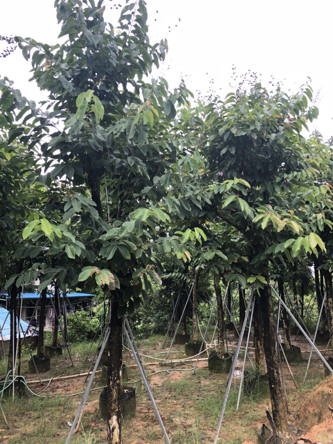 鳳凰木  鳳凰木種植基地 揭陽鳳凰木批發(fā) 揭陽鳳凰木出售 優(yōu)質(zhì)鳳凰木