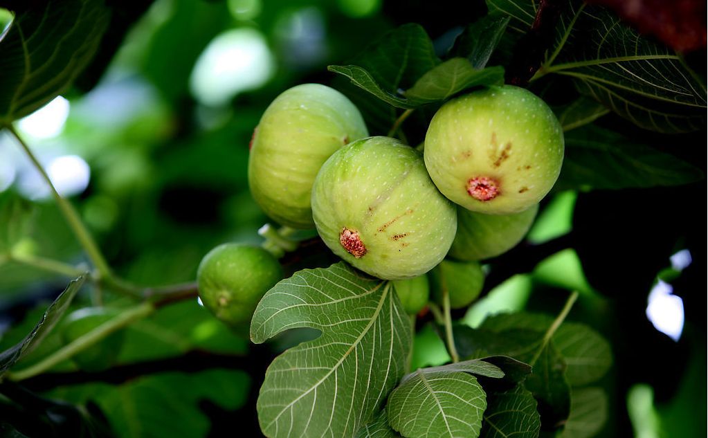 布蘭瑞克、波姬紅，果玩無花果豐產抗病適應力強市場廣闊