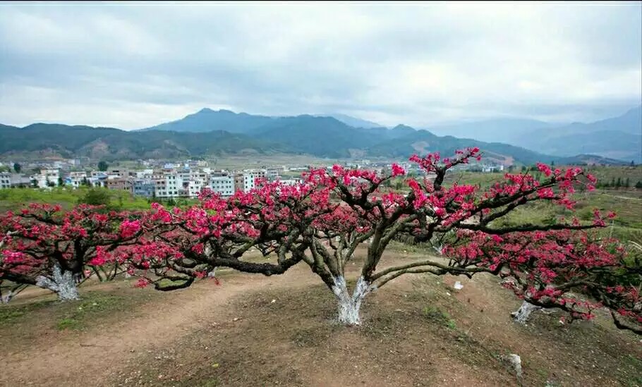 脆肉桃品種_鷹嘴桃_連平鷹嘴桃_紅花鷹嘴桃_口感好的桃樹(shù)新品種_*連平鷹嘴桃苗供應(yīng)商_連平禧德福鷹嘴桃苗圃