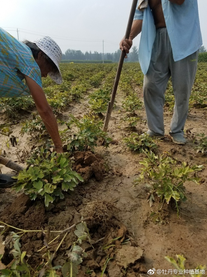 觀賞牡丹種苗批發(fā)、牡丹專業(yè)種植