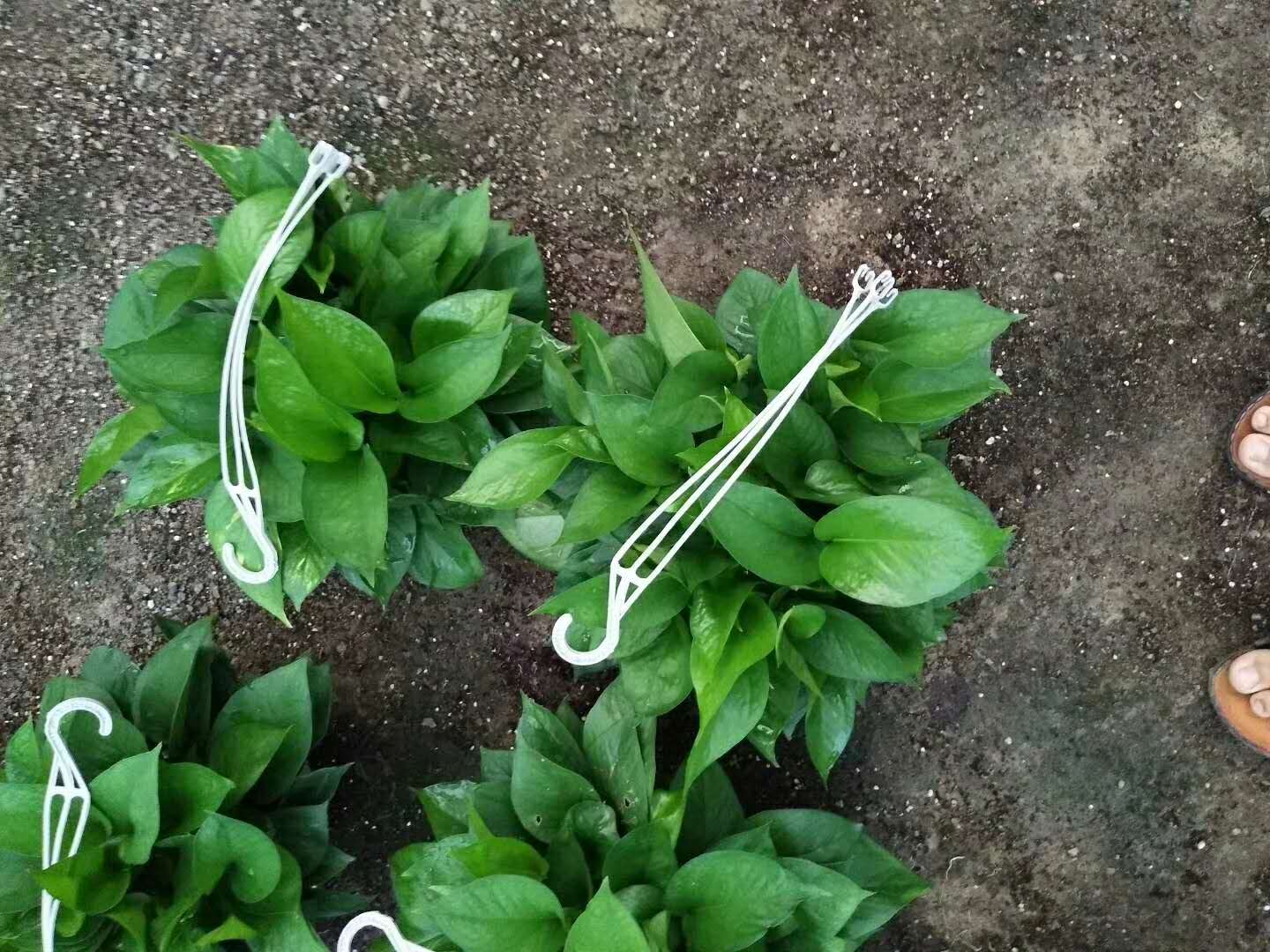 綠蘿培植方法 上海綠蘿培植方法 上海綠蘿批發(fā) 上海綠蘿大型批發(fā)基地