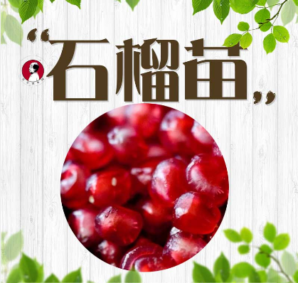 石榴苗批發(fā)，石榴苗，河陰石榴苗，石榴苗廠家直銷