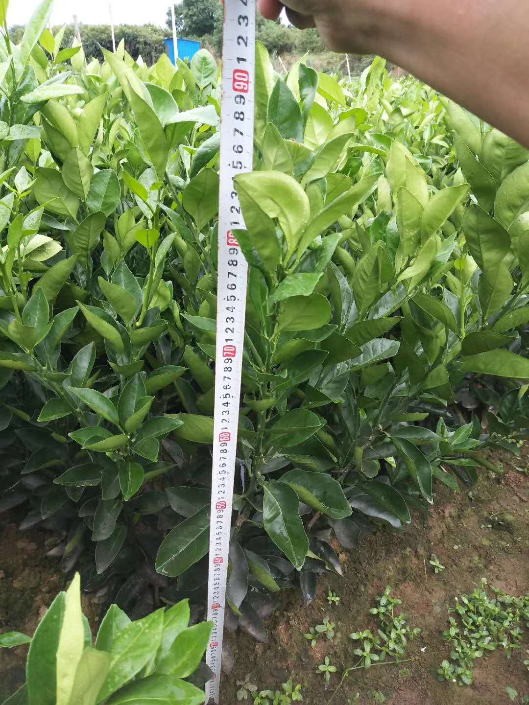 供應(yīng)倫晚臍橙苗,臍橙苗,臍橙苗供應(yīng)商,果幼苗廠家,量大從優(yōu),優(yōu)質(zhì)果苗廠家批發(fā)