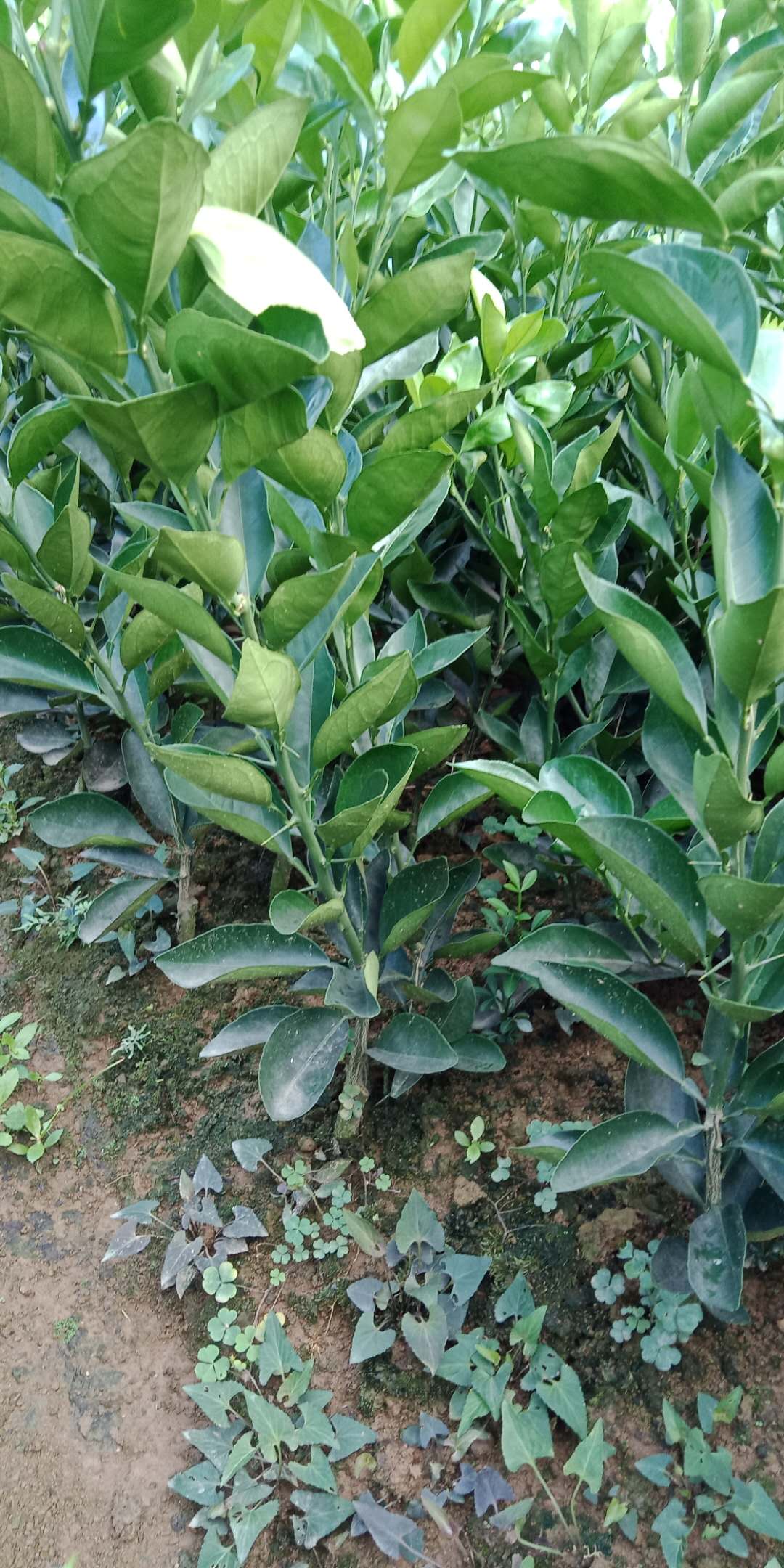 供應(yīng)紐荷爾臍橙樹苗批發(fā)廠家,臍橙苗,臍橙苗供應(yīng)商,果幼苗廠家,量大從優(yōu),優(yōu)質(zhì)果苗廠家批發(fā)