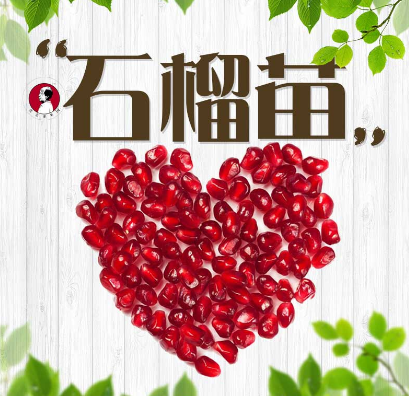 石榴苗批發(fā)，石榴苗，河陰石榴苗，石榴苗廠家直銷